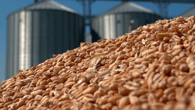    Grain Crops     